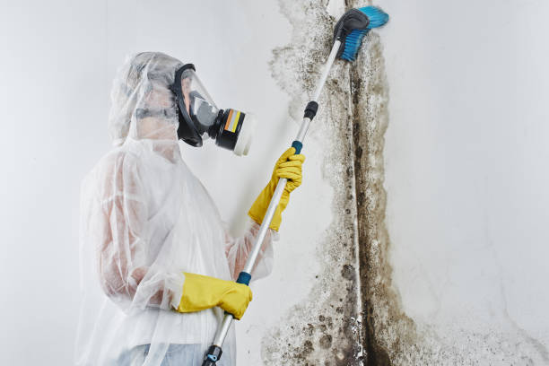 Best Mold Damage Repair  in Tiger Point, FL