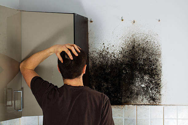 Best Certified Mold Removal  in Tiger Point, FL