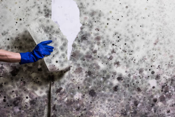 Best Mold Removal Specialists  in Tiger Point, FL