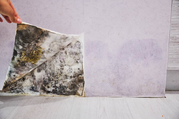 Best Certified Mold Removal  in Tiger Point, FL